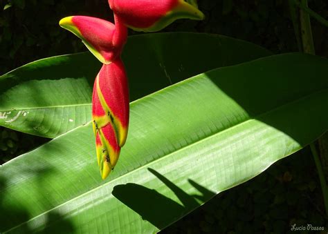  Sertularia: Uma Colônia Brilhante que Flutua Através de Correntes Oceânicas e Desafia a Noção Tradicional de Seres Vivos Individualizados!