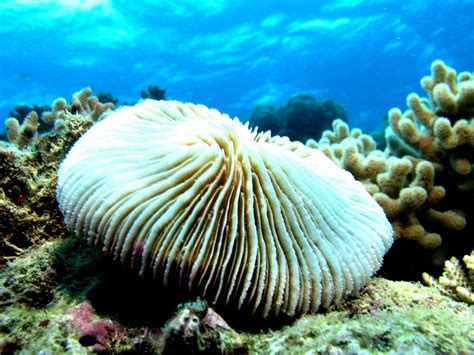  Yellow Mushroom Coral: What Makes This Striking Anthozoa so Fascinating?