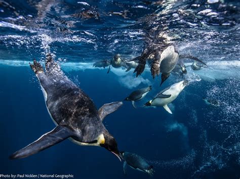  Ilha de Um Milhão de Ilhas: Descubra o Fascinante Habitat Subaquático do Imperador