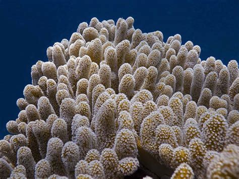  Leather Coral: A Stunning Example of Soft Coral Polymorphism With Intricate Skeletal Structures!