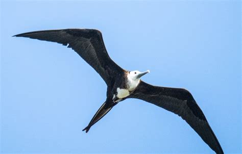  Albatroz! Uma ave marinha extraordinária que realiza longas migrações transoceânicas com asas impressionantes