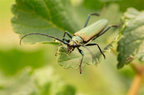  Besouro! Um Pequeno Gigante que Faz a Natureza Brilhar