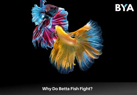  Betta! Um Peixe de Combate com Diferentes Tons de Beleza e Personalidade