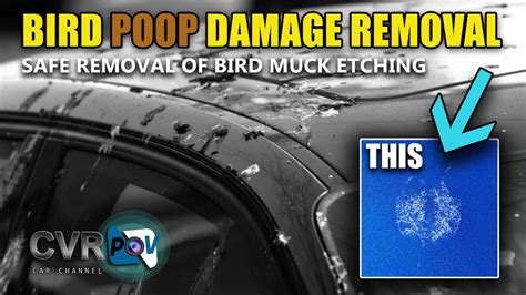 Bird Poop on Car Meaning: A Feathered Mystery or Just Bad Luck?