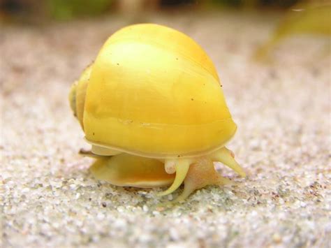  Bulinus: Desvendando o Mistério de um Caracol de Água Doce com um Passado Preliminar Intrigante!