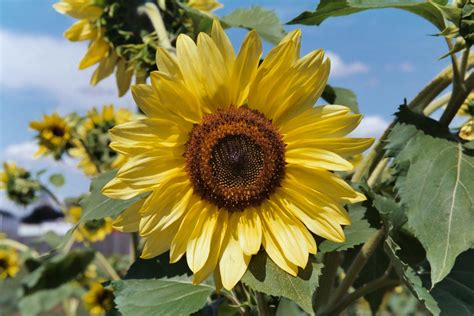 Can You Leave Flowers in a Hot Car? And Why Do Sunflowers Always Face the Wrong Way?