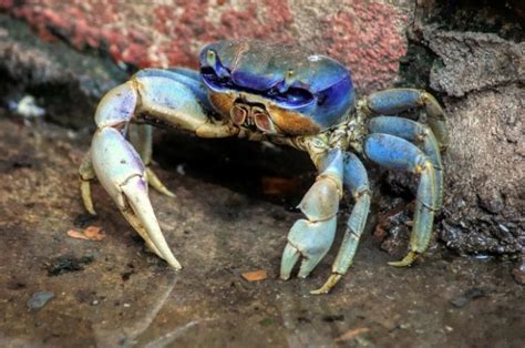  Caranguejo-Azul: Uma Cratera Marinha de Pérolas Brilhantes e Aventuras Subaquáticas!