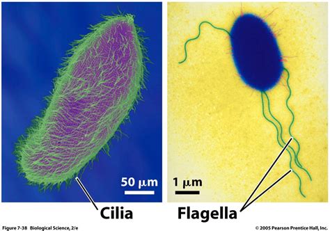  Ciliata: Um Mundo Microscópico de Cílios e Deliciosas Bactérias