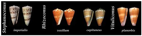  Cone Snail: A Master of Stealth and Toxin-Delivery!