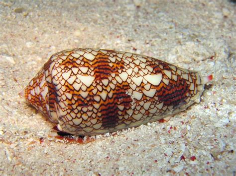  Cone Snail: Um Molusco Que Encontra Beleza em Sua Morte Eterna?