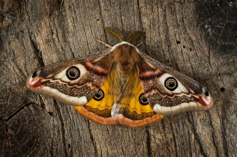  Derrisoptera! Uma Mariposa com Padrões Fascinantes e um Voo Misterioso