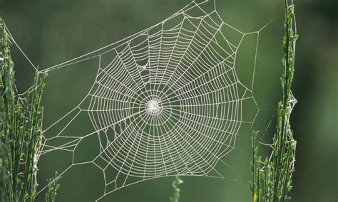  Eratigena Araneus: Desvendando o Misterio da Teia em Forma de Tubo!