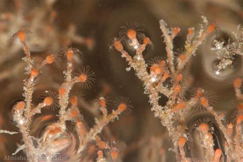  Eudendrium: Uma Colônia Pulsátil que Brilha Como Estrelas Marinhas em Abismos Oceânicos!