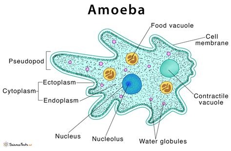  Flabellula: Descubra o Fascinante Mundo de uma Ameba que se assemelha a um Folheto!