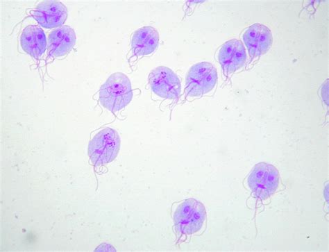  Giardia lamblia: Descubra um Protista Microscópico com Uma Vida Intrincada!