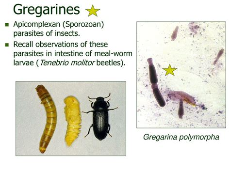  Gregarina: Um Parasita Intrincado que se Esgueira Através da Intestinais dos Insetos!