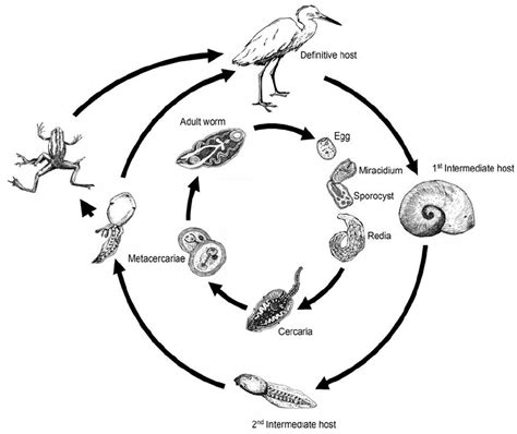  Gregarines! These Microscopic Parasites Have Complex Life Cycles That Will Blow Your Mind!