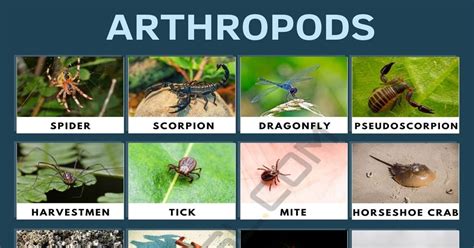 Hilotomidae: Descubra os Mistérios da Vida Subterrânea destes Curiosos Artrópodes com Pernas em Abundância!