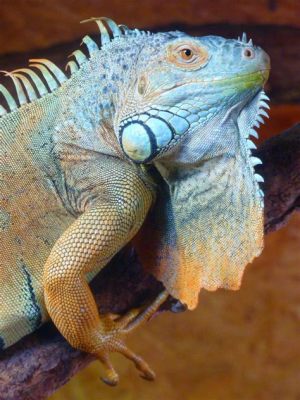   Iguana: Uma Criatura de Escamas Brilhantes que Conquista o Seu Coração com um Sopro Misterioso!