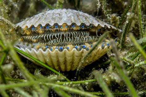  Jamelão! Um Molusco Bivalve que Te Surpreenderá com sua Versatilidade