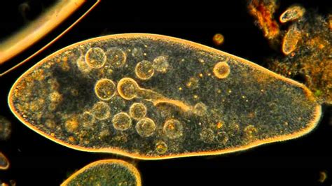  Janovidinium! Um Ciliophora Que Te Levará Em Uma Jornada Microscópica