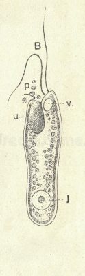  Jarrellina! Desvendando o Mistério de um Protista Flagelado com uma Cor Sórdida