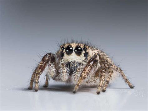  Jumping Spiders: Masters of Miniature Acrobatics  