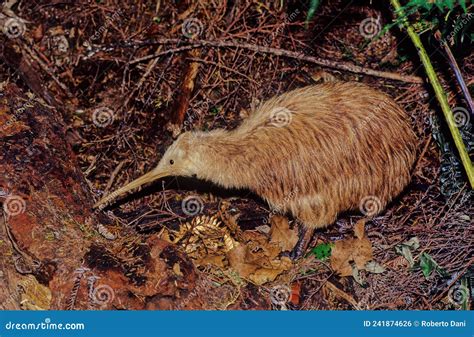  Kiwi: Descubra o mistério de um pássaro sem asas que se esconde nas florestas da Nova Zelândia!