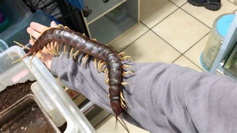  Millipede: Descubra o Incrível Mundo da Decomposição com este Centopeia Gigante!