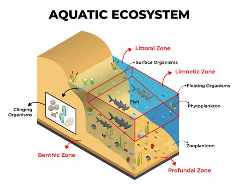  Neomysis! Uma Pequena Criatura com Uma Grande História de Adaptação nos Ecossistemas Aquáticos