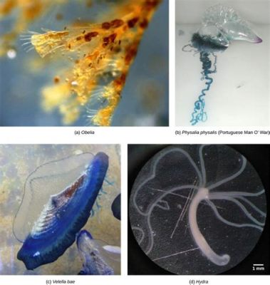  Nodularia: Uma Colônia Luminosa de Hidrozóides com Uma Anatomia Intrincada!