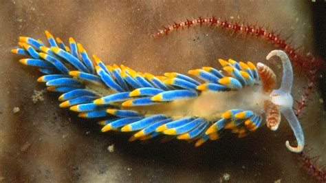  Nudibranchia: Descubra os moluscos mais coloridos que habitam os recifes de coral!