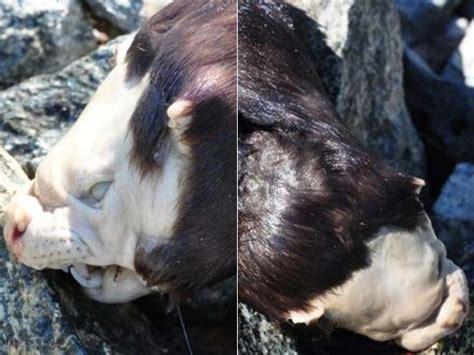  Nudifundus! Desvende os Mistérios deste Animal Inusual que Combina Transparência com Predação Intrinseca