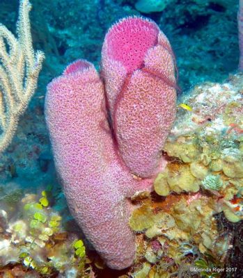  Purple Vase Sponge: A Master of Camouflage Who Thrives in the Depths!