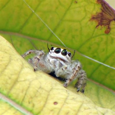  Quagga Spider: Unveiling the Mysteries of an Eight-Legged Enigma with Intriguing Camouflage Tactics!