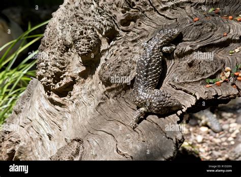 Rato-de-Jardim! Descubra o Mundo Fascinante deste Lagarto Escondido e Aprenda Sobre Sua Destreza em Se Esconder Entre as Folhas