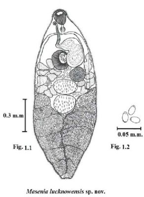 Rimatrema! Uma Curiosa Trematoda que habita a bexiga dos peixes e se reproduz em um ciclo complexo de vida.