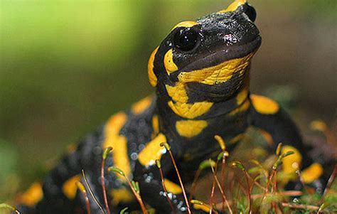  Salamandra-de-Fogo! Uma Criatura Misteriosa que Habita as Profundezas da Floresta