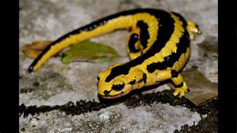  Salamandra-de-Newton! Descubra um Anfíbio Curioso que Constrói Túneis Elaborados e Exibe Pele Brilhante