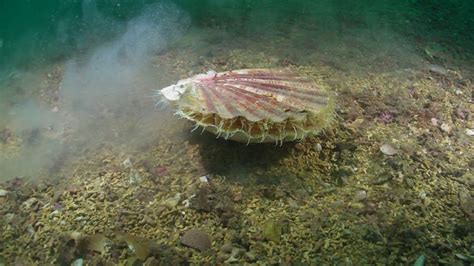  Samaritan Scallop: Uma Delicada Jóia Subaquática que Filtra a Vida do Oceano!