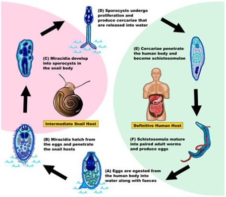  Schistosoma mansoni: Uma Verme Inesperada Que Esconde Segredos Aquáticos em um Ciclo de Vida Complexo!