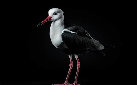  Stilt! Uma ave esguia que se levanta sobre pernas longilíquas como um bailarino em ponta