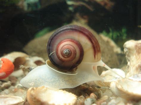  Stramonita! Uma Escargot Exótica de Água Rasa com uma Defesa Incrivelmente Criativa