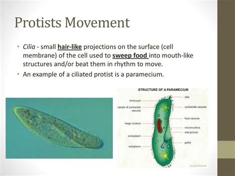 Streblomastix! Uma Crilha Protista Unicelular Que Se Move Através de Ondulações Rítmicas E Fascinantes