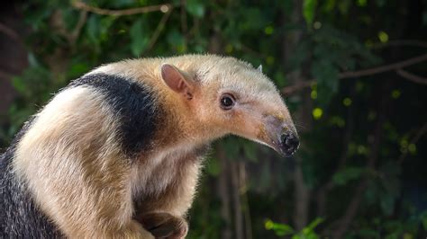  Tamanduá: Descubra o Animal que Possui Uma Língua Super Cola e Adora Termitinhas Assadas!