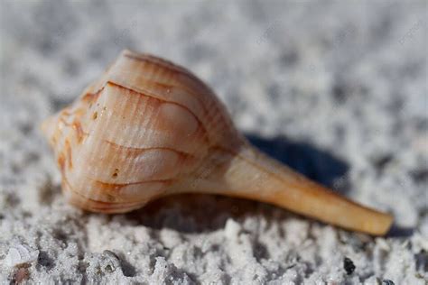  Whelk: Descubra o Molusco com uma Casca Espiralada que se Alimenta de Carcaças e Constrói um Lar Submerso!