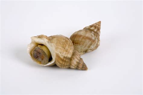  Whelks! Espiral-Envolventes e Deslizantes Habitantes dos Oceanos