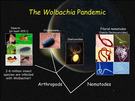  Wolbachia: Descubra o Parasita que Manipula o Destino de Insetos e Outros Artrópodes!