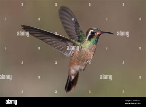  Xantus's Hummingbird: A Tiny Flying Jewel That Defies Gravity! 