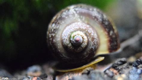 Xenophora: Desvendando os Mistérios do Caracol que Coleciona Conchas!